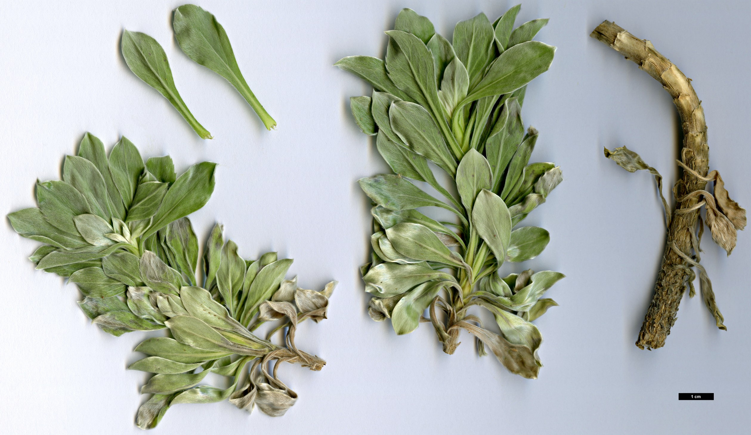 High resolution image: Family: Asteraceae - Genus: Asteriscus - Taxon: intermedius